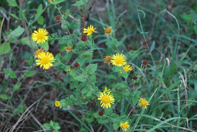 Pulicaria dysenterica